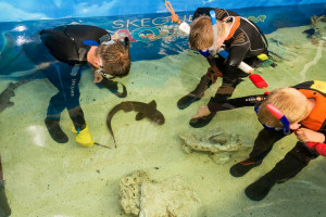 Junior Snorkel with Baby Sharks at Skegness Aquarium