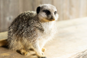 Meet and Feed the Meerkats at Millets Wildside - Img 3