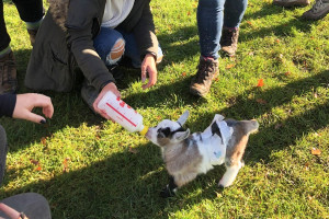 Pygmy Goat Experience for Two - Img 2