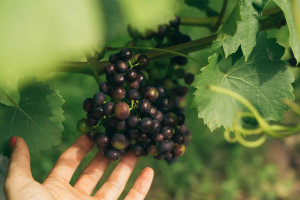 Vineyard Tour and Tasting for Two at Aldwick Estate - Img 2