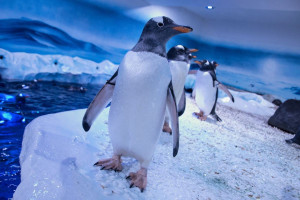 Visit to SEA LIFE London for Two Adults and Two Children - Img 2