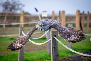 Falconry Taster - Img 2