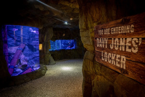 Junior Snorkel with Baby Sharks at Skegness Aquarium - Img 4