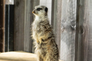 Meet and Feed the Meerkats for Two at Millets Wildside - Img 2