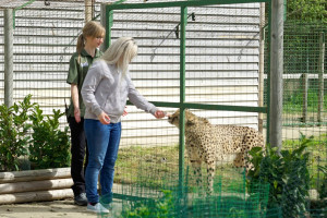 Weekend Luxury Lodge Stay with Dining and Hand Feeding Experience for Two at The Big Cat Sanctuary - Img 4