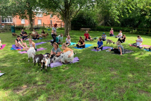 Yoga with Goats for Two in the Suffolk Countryside - Img 4