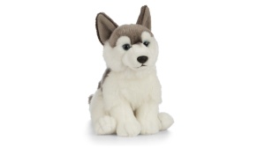 Catelus de plus Husky