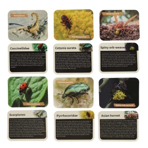 Set de arheologie educational, Sapaturi de insecte in Chihlimbar cu acesorii incluse pentru copii, 6+ ani - Img 5