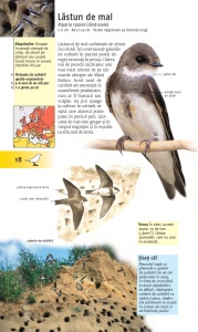 Ce pasăre este aceasta? - Img 4