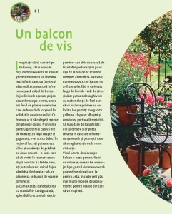 Grădina din balcon – Flori, fructe și legume în ghivece - Img 4