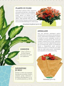 Cum să nu îţi ucizi plantele de apartament - Img 3