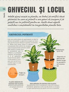 Cum să nu îţi ucizi plantele de apartament - Img 4