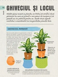 Cum să nu îţi ucizi plantele de apartament - Img 4