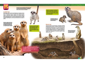 Top 25 Animale sălbatice – Spectaculoase 3D - Img 3